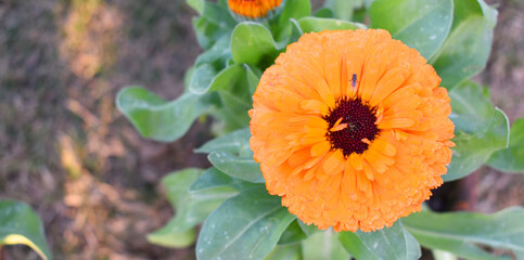 Orange Calendula officinalis flower in garden, Pot Marigold, Ruddles, Mary's gold or Scotch marigold is a flowering plant in the daisy family Asteraceae, Calendula flower closeup