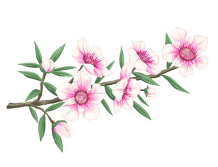 Manuka flower botanical painting illustration