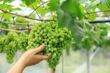 farmer hold young raw green grapes on wire in organic farm of grapes