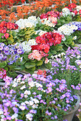 colorful Geranium flowers. Sunlight. Beautiful little flower of Geranium, Beautiful geranium in the...