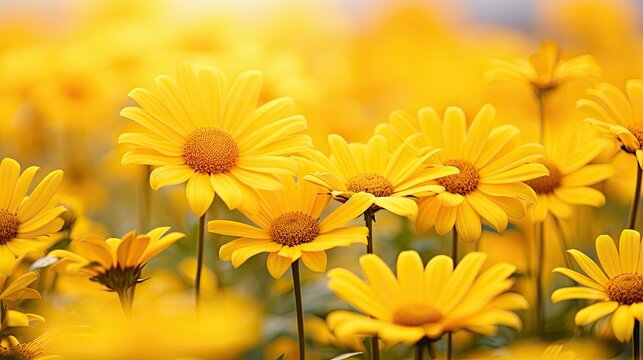 bloom yellow field flowers