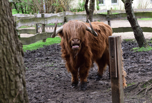 haariger bulle
