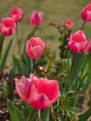 tulip, flower, spring, pink, tulips, nature, garden