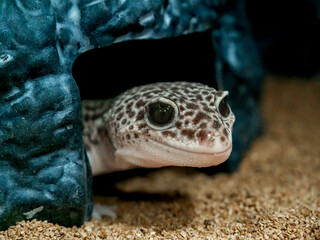 ヒョウモントカゲモドキのアップ