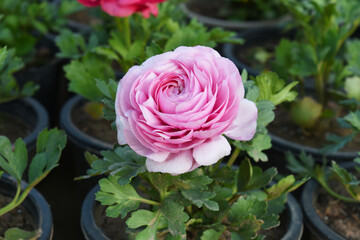 Beautiful pink ranunculus flower growing in an outdoor flower garden. ranunculus flower closeup, pink blooming flower