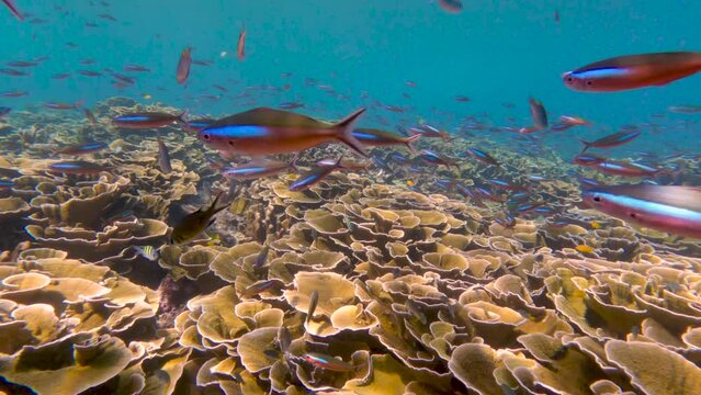 Abundance of fishes swim over the coral reefs  while snorkeling in Similan Islands in Thailand