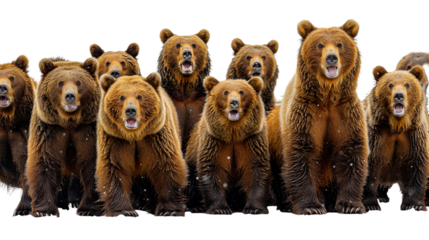 Wildlife animals isolated on transparent background.