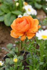 Beautiful orange ranunculus flower growing in an outdoor flower garden. ranunculus flower closeup, orange blooming flower