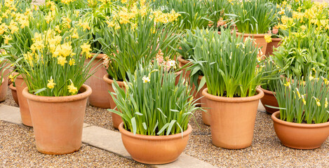 Display of Spring Flowering Daffodils (Narcissus 'Tete a Tete') in Terracotta Pots on a Terrace, in a public park, spring time easter floral display