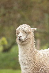 head shot of a white alpaca, wet due to sitting out in the rain