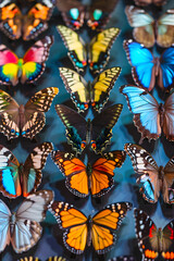 The Spectacular Display of Diverse Butterfly Species in a Detailed Lepidoptery Collection