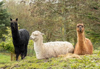 Fototapeta premium small group of different coloured alpaca's