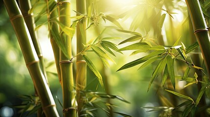 plant bamboo tree