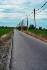 Fototapeta na wymiar Ashphalt road leading to the village crossing the green paddy fields.