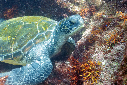 岩場で休む美しく大きなアオウミガメ（ウミガメ科）。

日本国静岡県伊東市、川奈港にて。
2023年6月18日撮影。
水中写真。

A beautiful, large green sea turtle (Chelonia mydas, family Turtles) resting on a rocky beach.

At Kawana port, Ito, Shizuoka, Japan
Ph