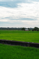 Green paddy field with a little house in the background.