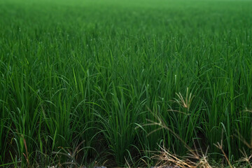 Closeup Paddy rice growing in the field.
