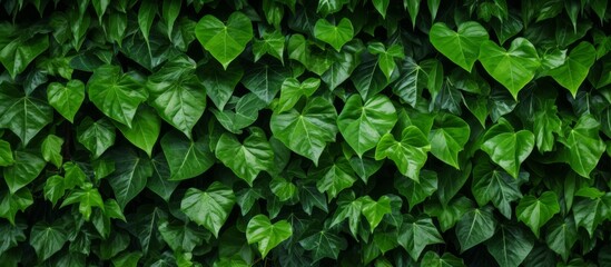 Fototapeta na wymiar Green leaves clustered together tightly on a rustic brick wall, creating a natural and vibrant display