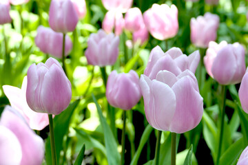 Tulips flower beautiful in garden plant - 776833737