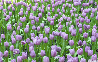 Tulips flower beautiful in garden plant - 776833751