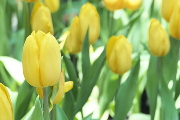 Tulips flower beautiful in garden plant - 776833915