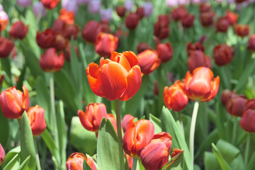 Tulips flower beautiful in garden plant - 776833930