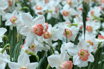 White narcissus (Pink Parasol Daffodil) - 776833997