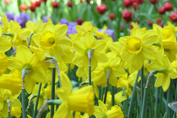 flowering daffodils or yellow narcissus blossoms in a spring garden - 776834107