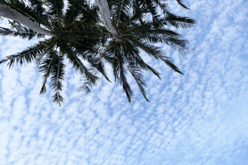 Palm tree leaves on white blue sky background - 776834132