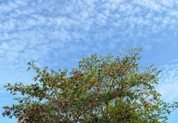 Green leaves tree and bright blue sky background - 776834136