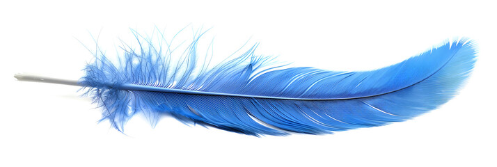 blue and white feather, beautiful blue urquoise color trends feather texture background. 