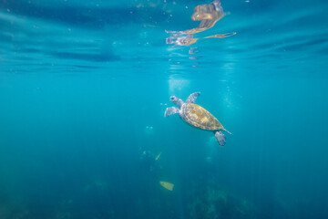 息継ぎをするためにゆったり泳ぐ美しく大きなアオウミガメ（ウミガメ科）とダイバー達。

日本国静岡県伊東市、川奈港にて。
2023年6月18日撮影。
水中写真。

Beautiful and large green sea turtle (Chelonia mydas, family Turtles) swimming leisurely with divers to catch the breat