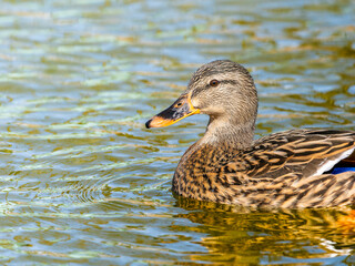 池を泳ぐマガモ