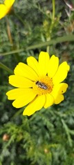 bee on flower