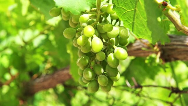 Green grape grapevine at winery vineyard on Ikaria island, Greece macro closeup shaking moving with wind at longevity blue zone