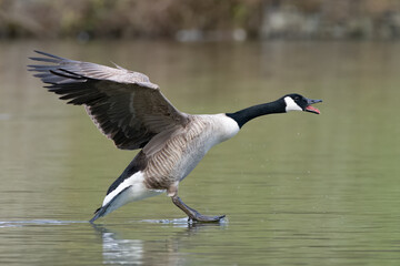 Close-up of Canada goose landing on Water