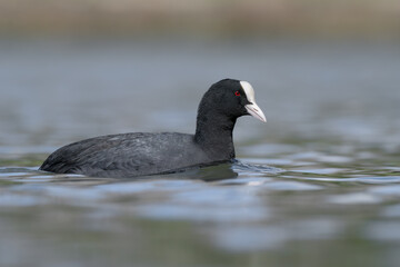 Low angle coot swimming