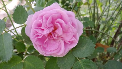 Blushing Harmony - A Pink Rose in Full Bloom Among Verdant Green Leaves