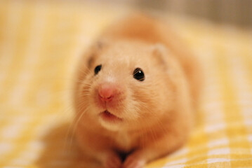 Golden hamster on yellow background