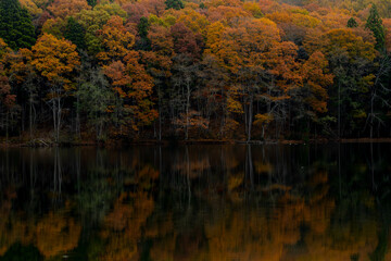 Autumn trees reflected on a calm and placid lake in Japan on a moody overcast day