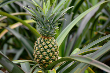 Tropical Treasure: Pineapple Growing Amidst Green Leaves