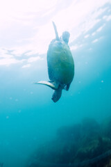 息継ぎをするためにゆったり泳ぐ美しく大きなアオウミガメ（ウミガメ科）。

日本国静岡県伊東市、川奈港にて。
2023年6月18日撮影。
水中写真。

Beautiful and large green sea turtle (Chelonia mydas, family Turtles) swimming leisurely to catch the breath.

At Kawana port