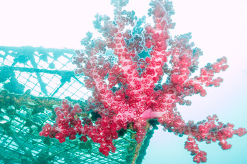 美しいウミトサカ（ソフトコーラル）の群生他。

日本国静岡県伊東市、川奈港にて。
2023年6月18日撮影。
水中写真。


The Beautiful Soft Coral 