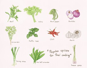 Hand drawn illustrations on white paper about herbs and vegetables that are important ingredients in the cooking of Thailand. They are the fragrant spices that are unique to Thai food.