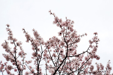 apricot flower in March