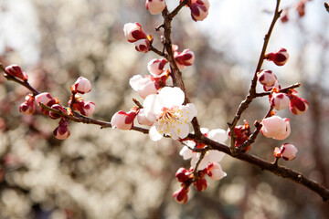 apricot flower in March
