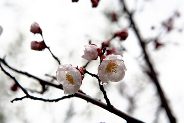 apricot flower in March
