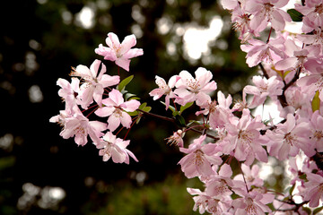 crab apple flowers