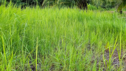 Green trees and thick tall grass. An old garden area full of overgrown weeds and grass. The grass grows high in the wasteland. Wasteland with full grass.	