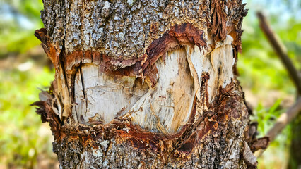 Broken tree in the forest on the nature. Macro shot of a large tree stump in the woods, in early...